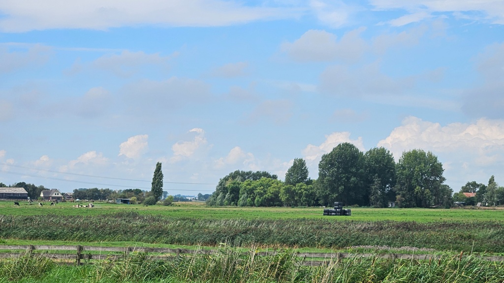 Ground truth. Silage bales, cows grazing, and intact reed ditches.